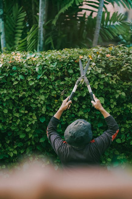 A gardener wearing a dark long-sleeved shirt and a wide-brimmed hat is trimming a dense, well-maintained hedge with a pair of sharp hedge shears. The hedge has small, bright green leaves, and the trim