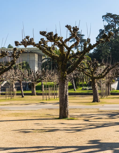 A large deciduous tree with a thick, textured trunk and numerous pruned branches extending outward, situated in a landscaped park setting. The tree's branches are bare, indicating it is not in leaf, w