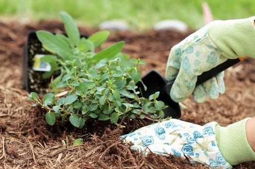 A close-up view of a gardener's hands planting a small shrub in a prepared garden bed with rich, dark soil. One hand, wearing a light green gardening glove with a floral pattern, holds the plant steady while the other, in a similar glove, uses a small trowel to position the plant securely in the ground. In the background, there are a few small potted plants, indicating a landscaping or garden improvement project. The garden bed is situated in an outdoor area, with a blurred grassy lawn and natural greenery behind, suggesting a residential Stoke Newington garden. The scene is set under natural daylight, with an overall clean and well-maintained appearance, reflecting professional gardening and landscaping services typical of Gardener Stoke Newington, aimed at creating lush, healthy outdoor spaces in the local area.